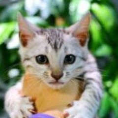 時給大幅UP！！！！！日本一のベンガルブリーダー　（株）リアルキャットの猫達のお世話をお願いします。の画像
