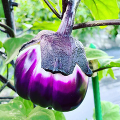 昔ながらの野菜を一緒に作りませんか？ - 友達