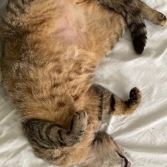 甘えん坊の男の子抱っこ好き！里親さん募集♪
