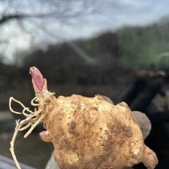 スーパーフード、菊芋、育ててみませんか？ ～3個から価格変更～の画像