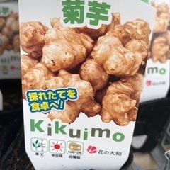 スーパーフード、菊芋、育ててみませんか？ ～3個から価格変更～