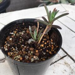 メストクレマ　マクロリズム　塊根植物　イチゴのおまけ付き