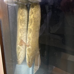 ミスターフルスイング 直筆サイン入り複製色紙