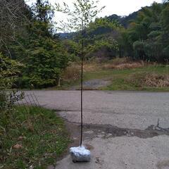 黒竹1株 紫竹 庭園用竹 鑑賞用竹
