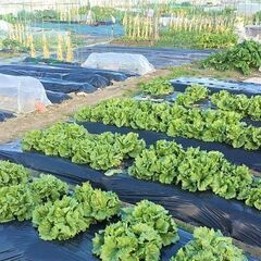 貸し農園の管理（堺市）