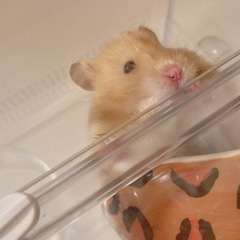 ゲージ付きハムスター🐹💖