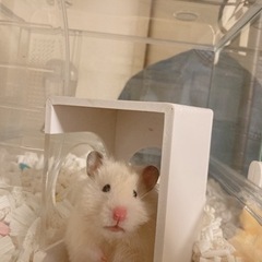 ゲージ付きハムスター🐹🐹