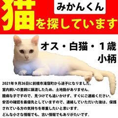 白猫 オス 一歳 みかんくんを探しています
