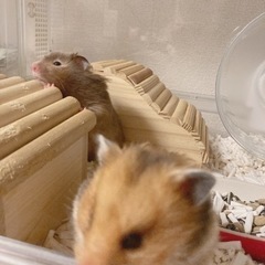ゲージ付きハムスター🐹🐹 - 大津市