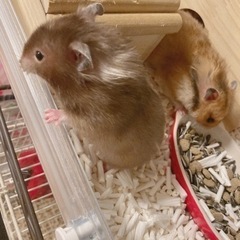 ゲージ付きハムスター🐹🐹