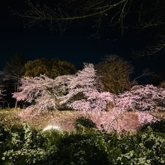 〖季節限定〗お花見🌸毎日開催