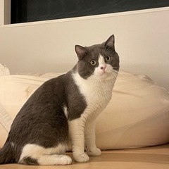 もふもふブリティッシュのてんてん