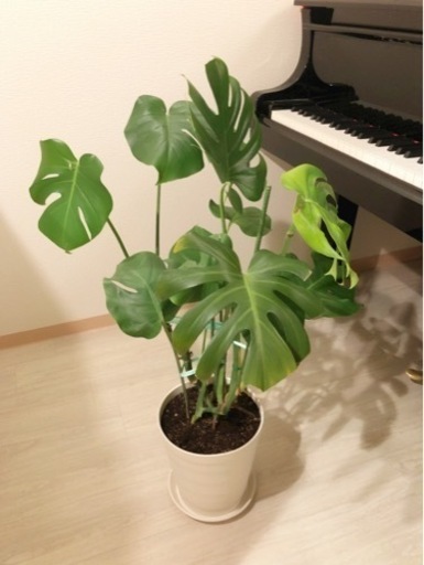 観葉植物　大きなモンステラ　100cm　8号鉢と受け皿付き