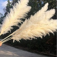 パンパスグラス〜おしゃれインテリア〜の画像