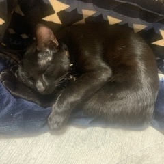 黒の子猫です