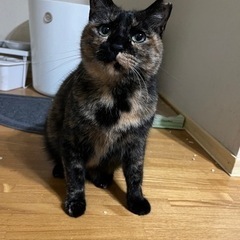 🐈サビ柄親子二頭🐈二頭飼い可能な方🐈❗️待ってます