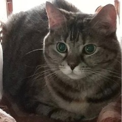 足長マンチカンMIXの成猫の里親募集。他のサイトで良い里親様が決...