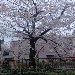 急募焼肉店スタッフ　中目黒　4/2 12~22時　の画像
