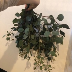 ユーカリポポラス　枝