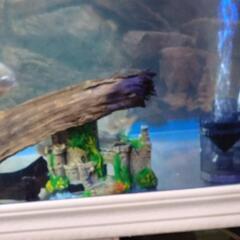 熱帯魚🐠ピラニア