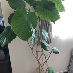 ウンベラータ　約140cm  室内置き　お値下げしましたの画像