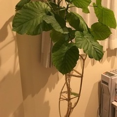 ウンベラータ　約140cm  室内置き　お値下げしましたの画像