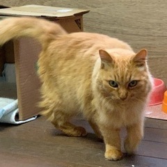 甘えた長毛茶トランくん、譲渡に！