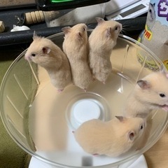 受付終了　キンクマ　ハムスター