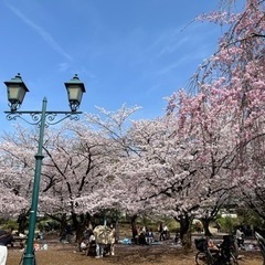 近所でお花見しまーす🌸