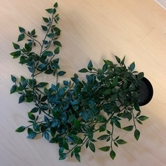 観葉植物