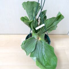 大株】ビカクシダ エレファントティス