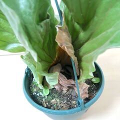 大株】ビカクシダ エレファントティス