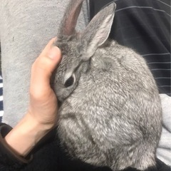【トライアル決定★新規募集停止中です】懐っこいミニうさぎ　おはぎ...