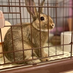子うさぎの里親募集致します。生後4ヶ月のオスとメスの2匹です。