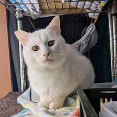 エイズ陽性だけどとても元気な真っ白な猫くん