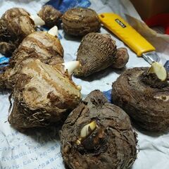 第39弾　里芋　種芋　芽出し済み　直ぐに植えられますの画像