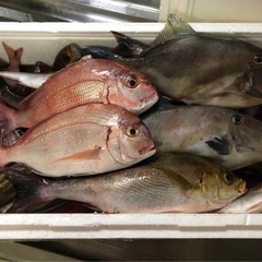 一緒に釣りしてみませんか？🎣