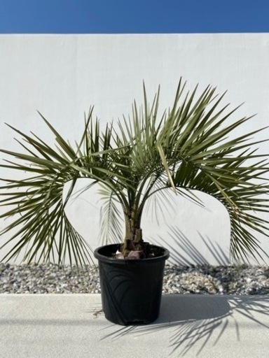 ココスヤシ　幹極太