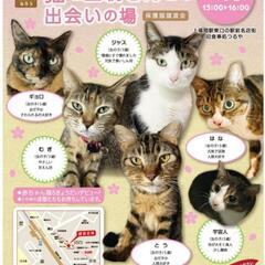 4月開催☆猫と里親さんとの出会いの場@上福岡、他