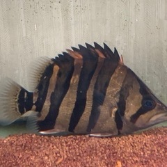 ダトニオ　プラスワン