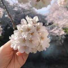 カメラの事を教えてくださる方 - メンバー募集