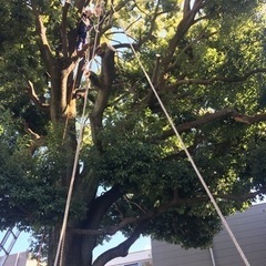 植木職人募集　090-4621-4903電話にてお問合せ下さい。待ってまーすの画像