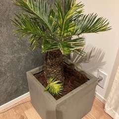 ソテツ　蘇鉄　観葉植物　早い者勝ち