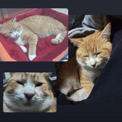 推定1〜2歳の男の子(=^・^=)
