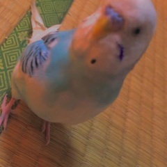 飼っていたセキセイインコを探しています