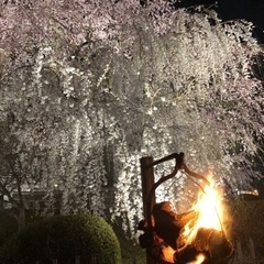 今日ぶらっと花見しませんか？