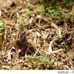 無農薬たけのこ②