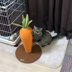 たんぽぽとニコ