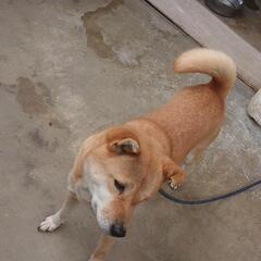犬の事ならお任せ下さい！
