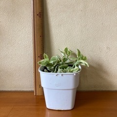 多肉植物　斑入りベビーサンローズ